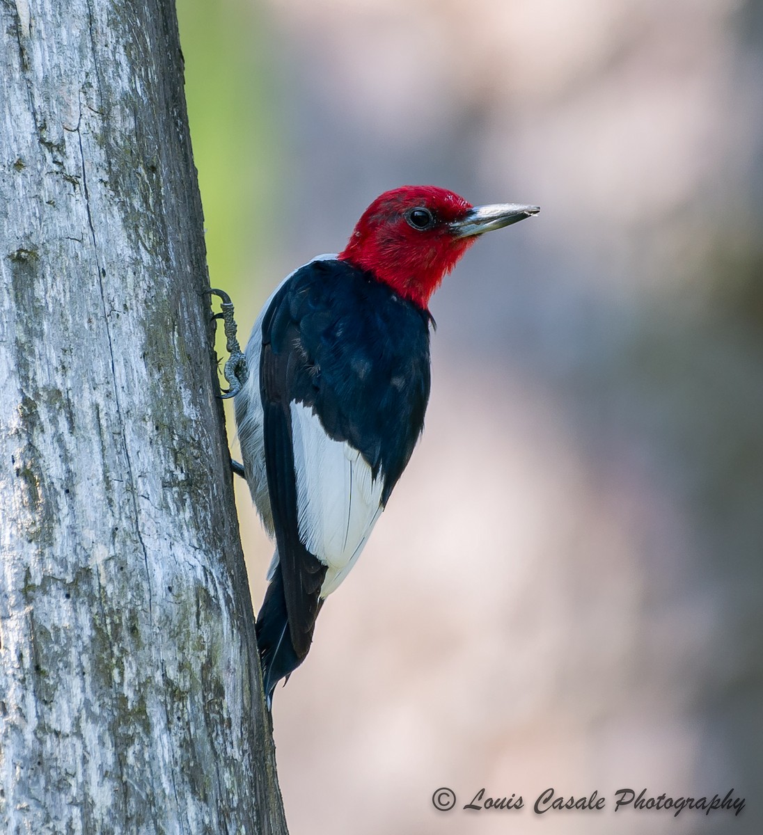 Red-headed Woodpecker - ML177977071