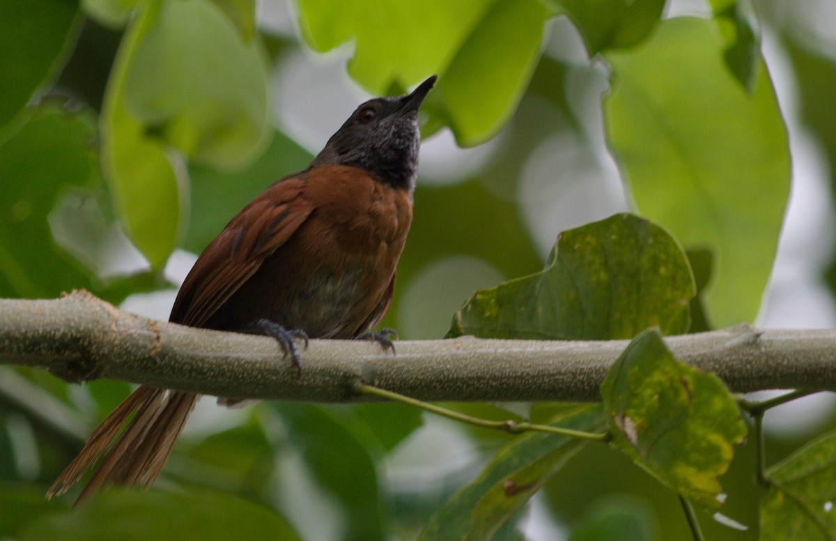 Rufous-breasted Spinetail - ML177977241