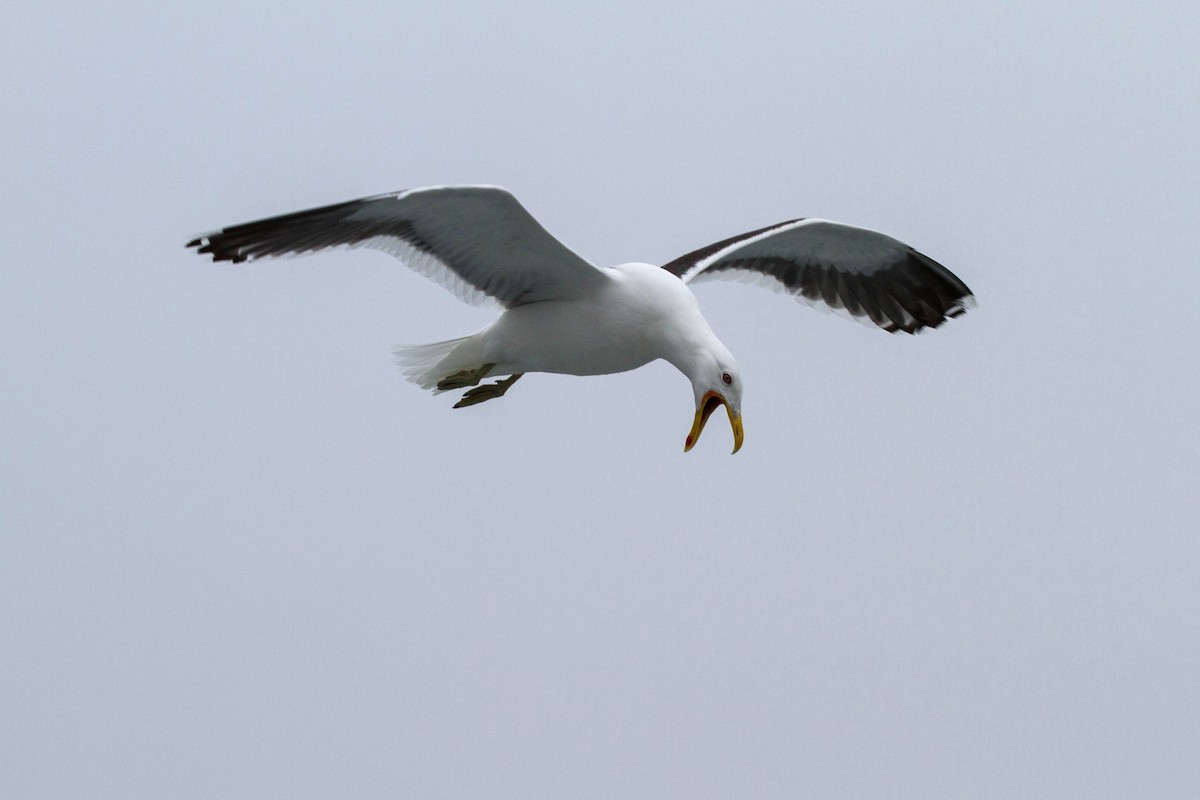 Kelp Gull (dominicanus) - ML177978971