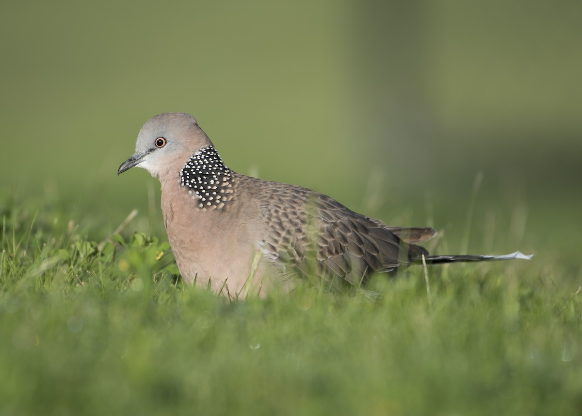 Spotted Dove - ML177979181
