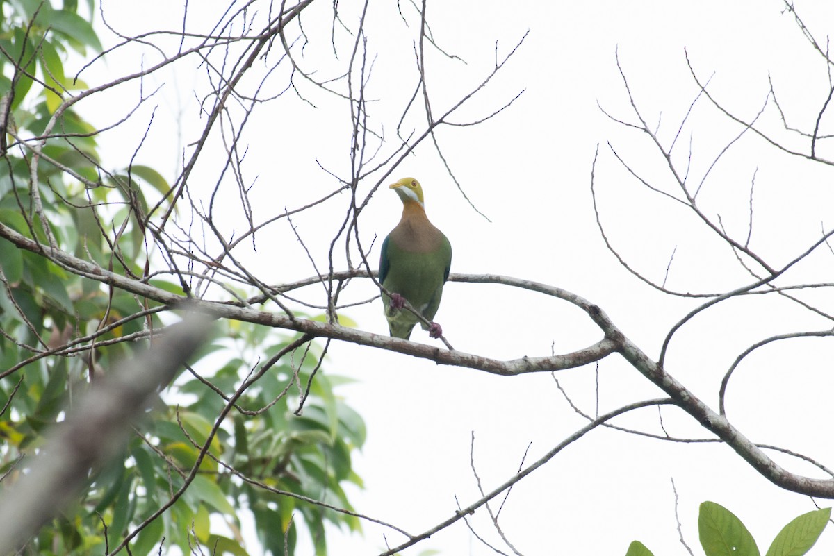 Pink-spotted Fruit-Dove - ML177982461