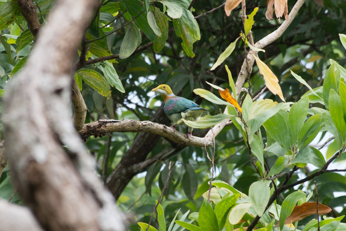 Pink-spotted Fruit-Dove - ML177982491
