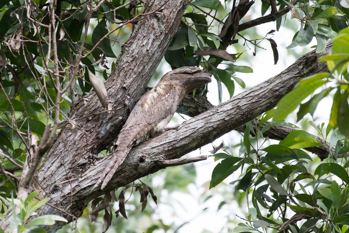 Papuan Frogmouth - ML177982551