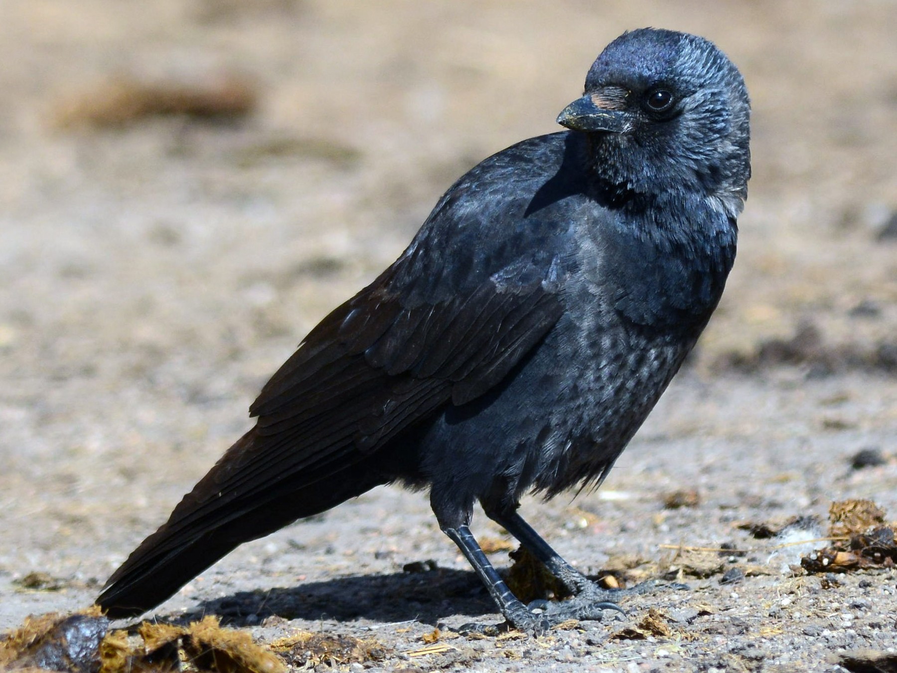 Daurian Jackdaw - eBird