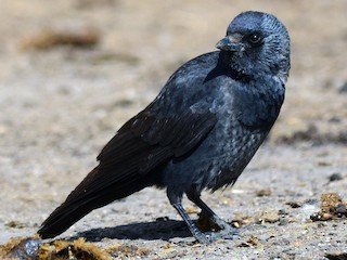 Взрослая/молодая птица - Batmunkh Davaasuren - ML177983221