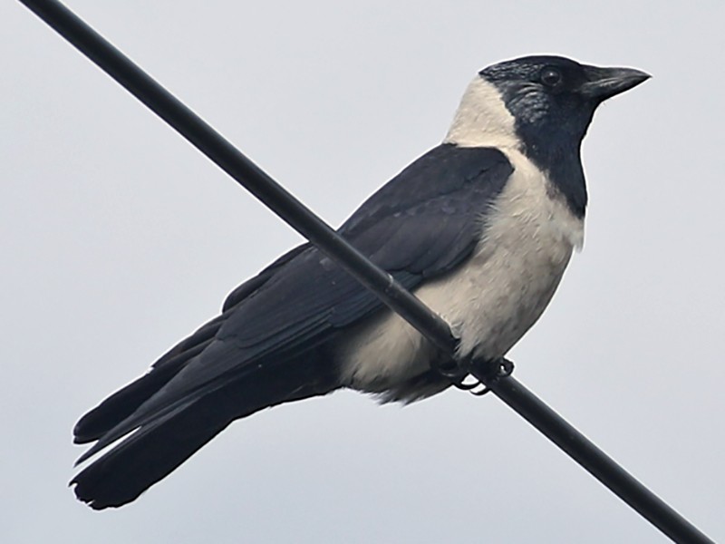 Daurian Jackdaw - Charley Hesse TROPICAL BIRDING