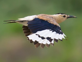 Mongolian Ground-Jay - eBird