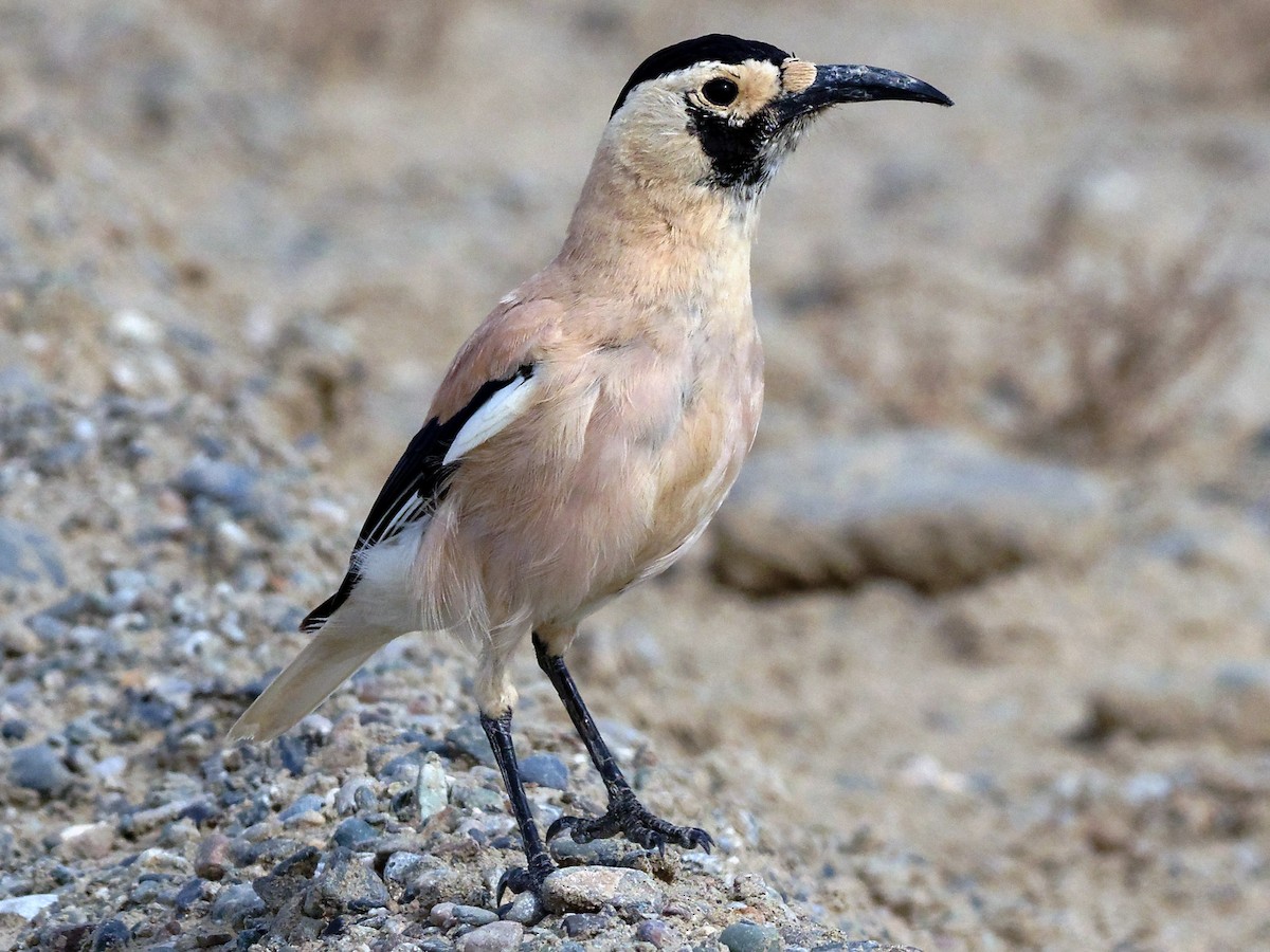 Xinjiang Ground-Jay - Podoces biddulphi - Birds of the World