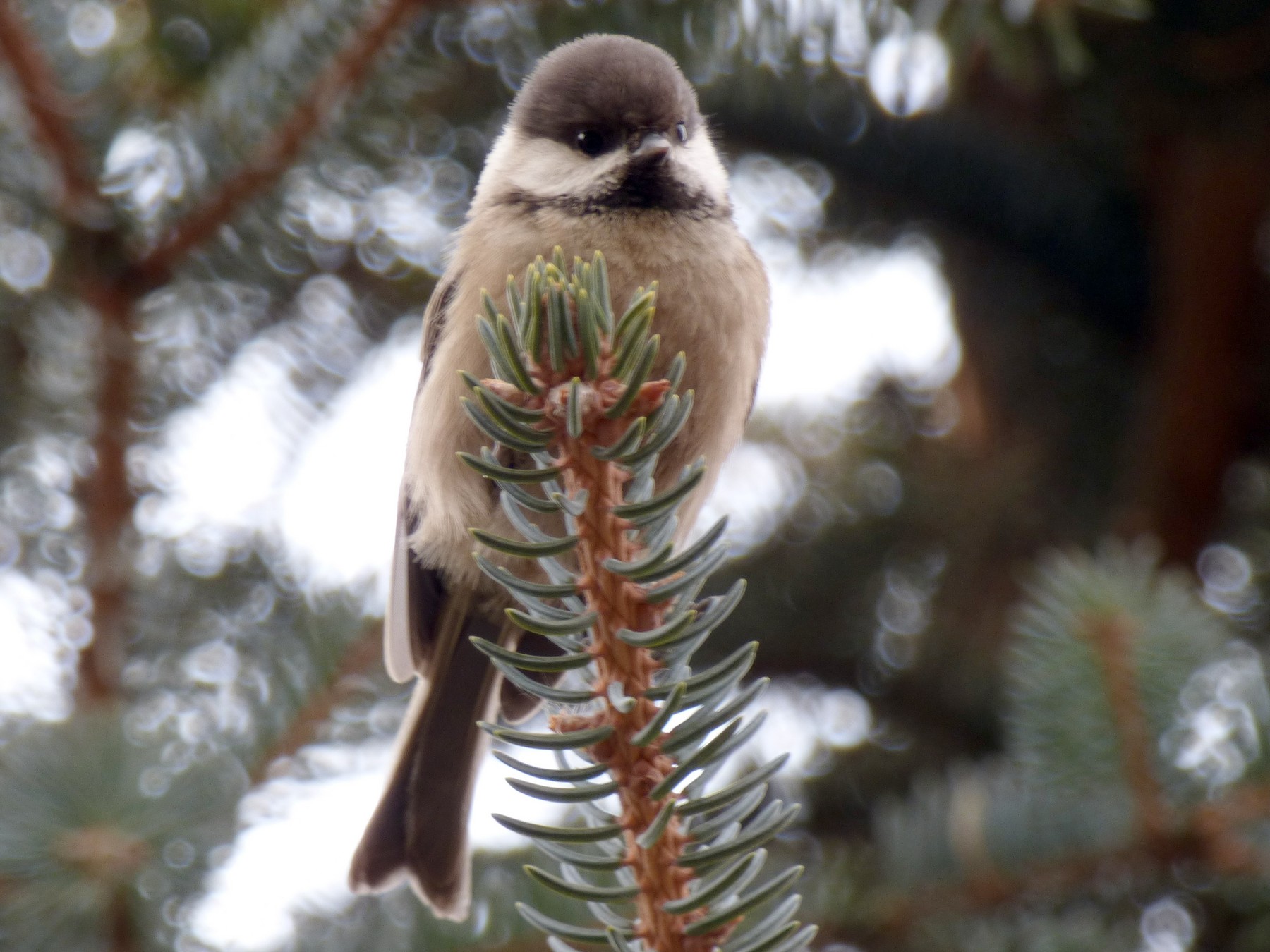 Sichuan Tit - eBird