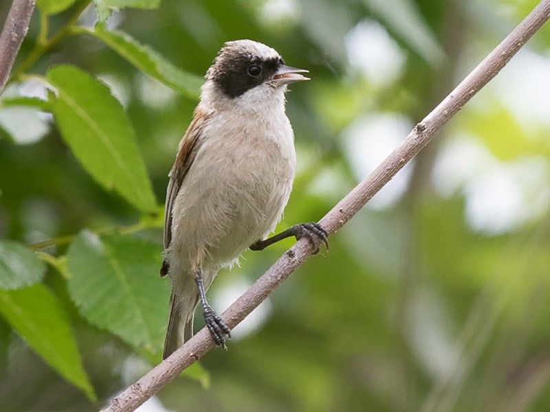 White-crowned Penduline-Tit - Frédéric PELSY