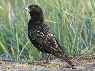 Taytdagi ayollar bilan jinsiy aloqada bolgan erkakning fotosurati