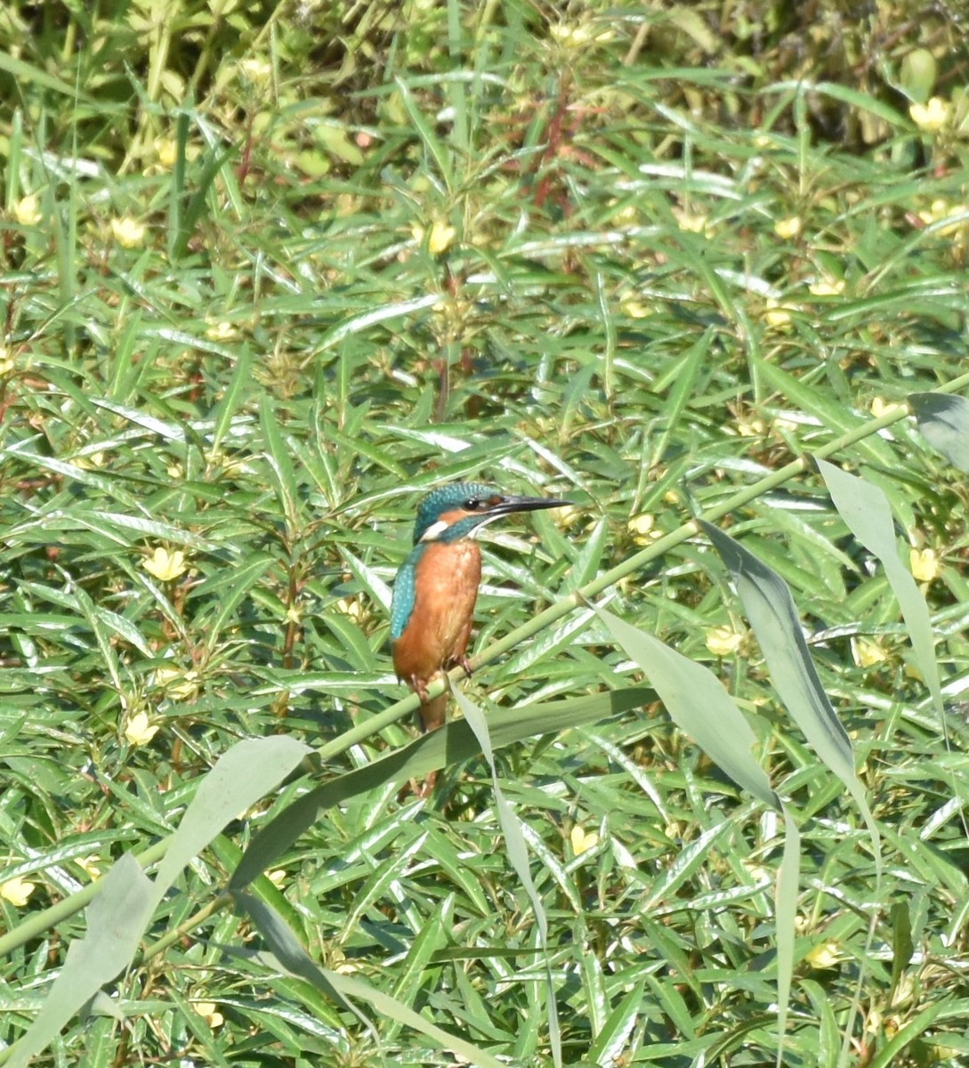 Common Kingfisher - ML177985331