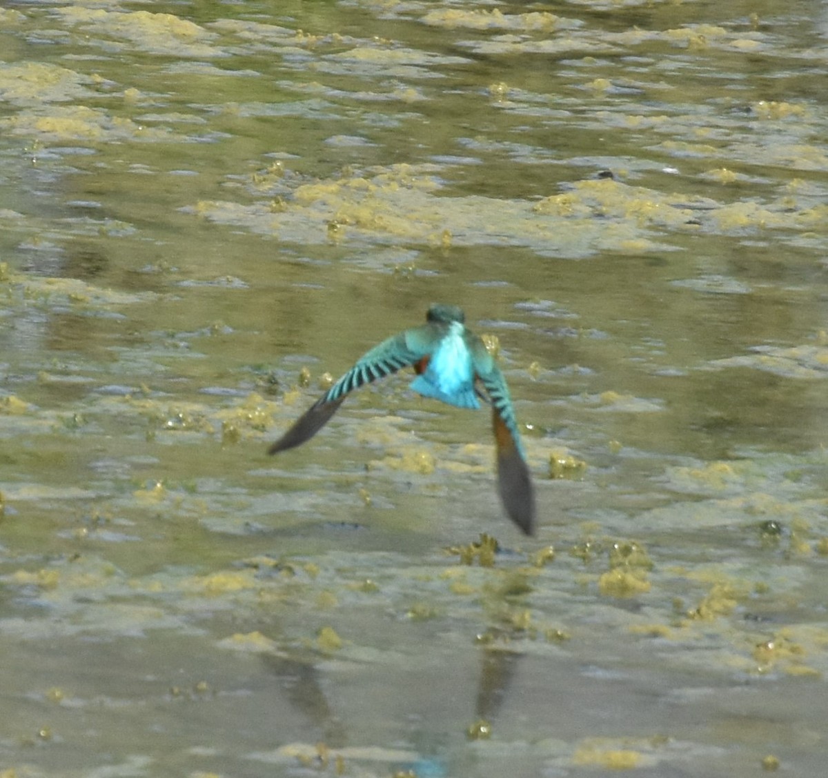 Common Kingfisher - ML177985411