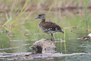 Spotted Whistling-Duck, ML177987391