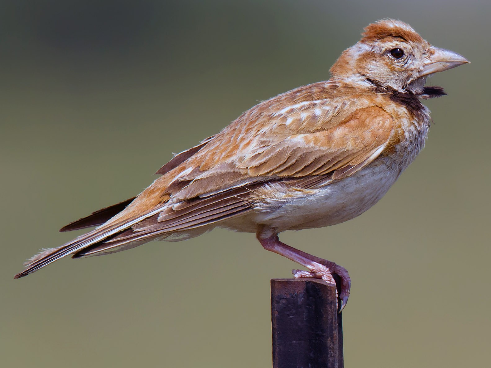 Mongolian Lark - Craig Brelsford