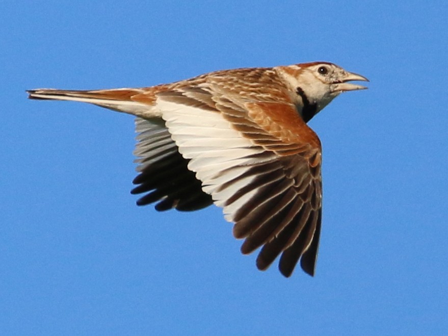 Mongolian Lark - Oscar Campbell