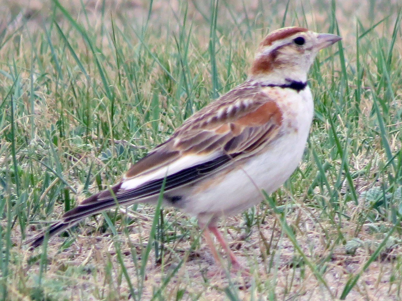 Mongolian Lark - Gary Bletsch