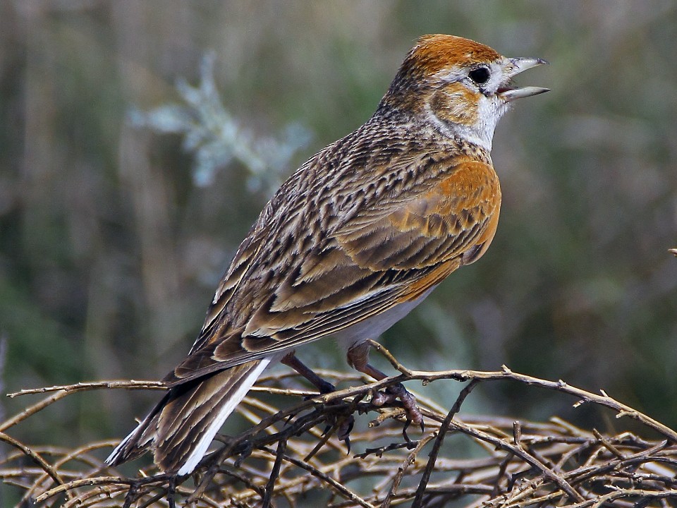 White-winged Lark - Oleksandr Nastachenko