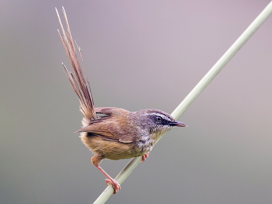 Hill Prinia - Matthew Kwan