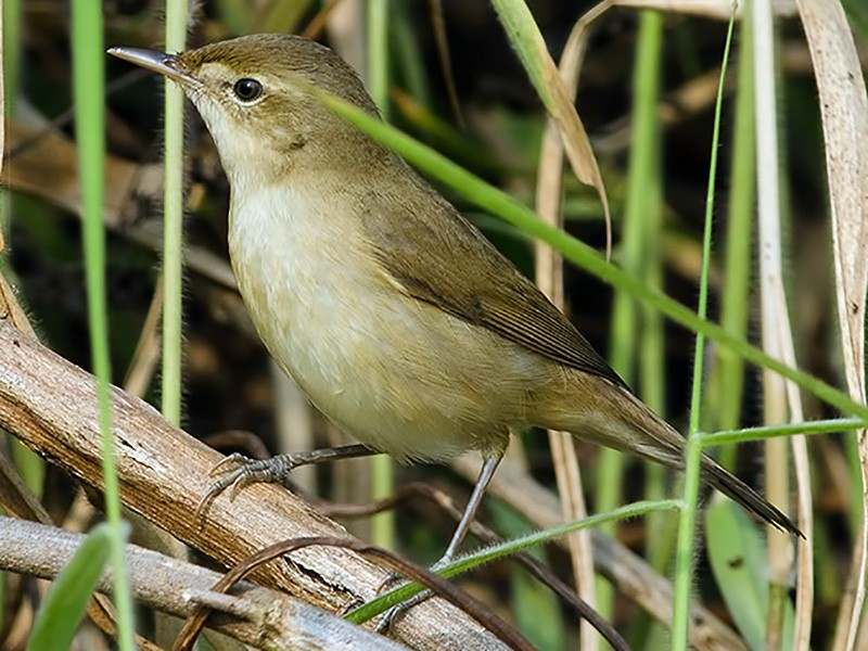 Blunt-winged Warbler - eBird