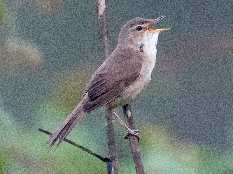 Blunt-winged Warbler - eBird