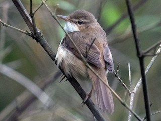 コバネヨシキリ - eBird