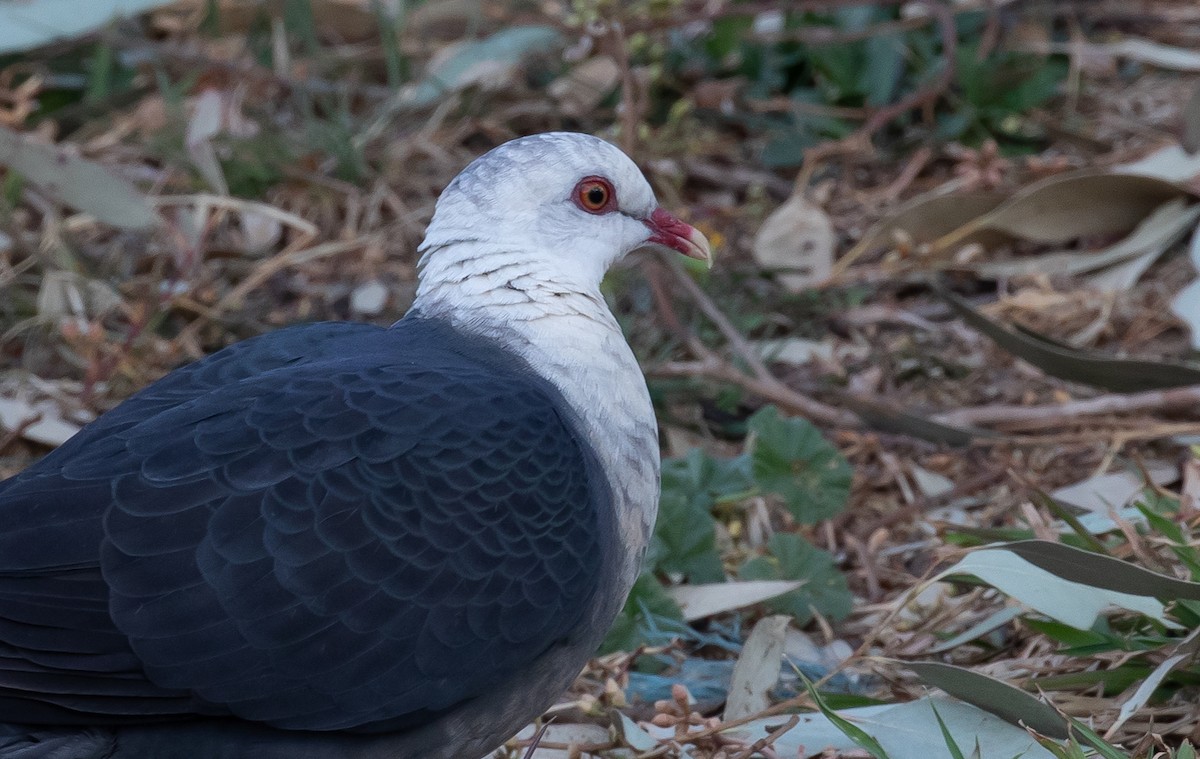 White-headed Pigeon - shorty w