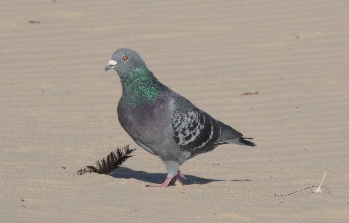 Rock Pigeon (Feral Pigeon) - ML177994661