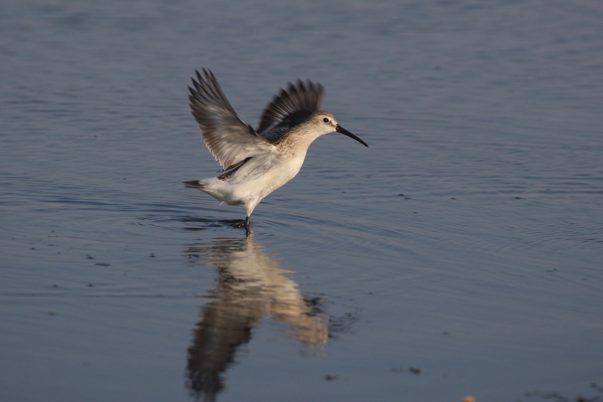 Curlew Sandpiper - Noel  Hohenthal