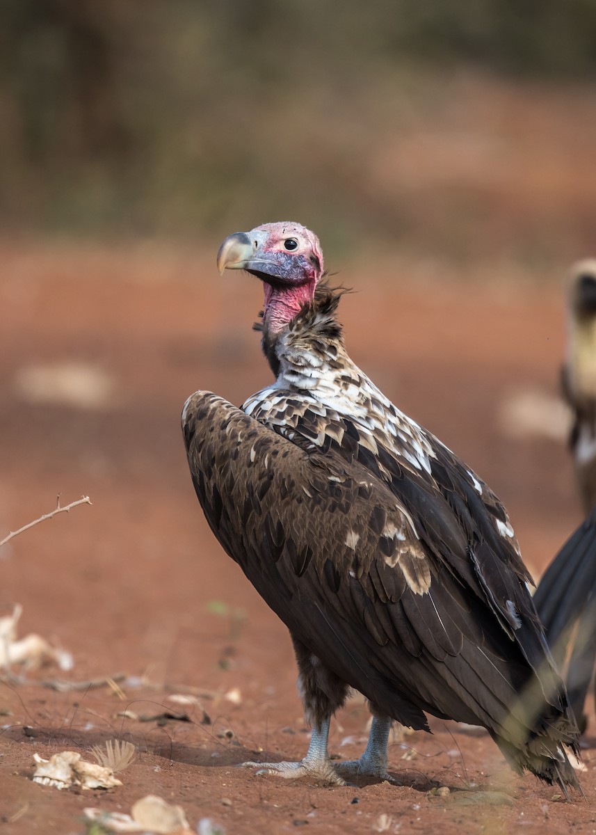 Lappet-faced Vulture - Rudolph Oosthuizen