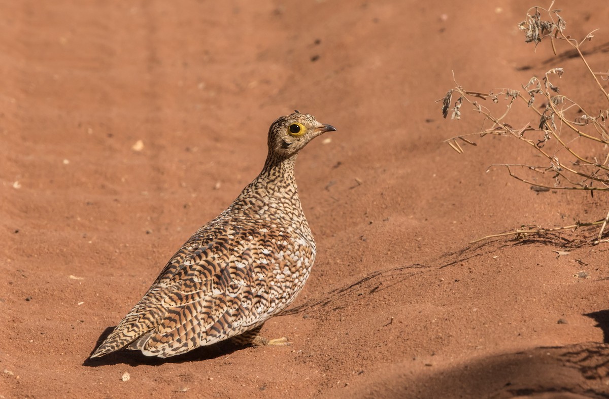 Double-banded Sandgrouse - Rudolph Oosthuizen