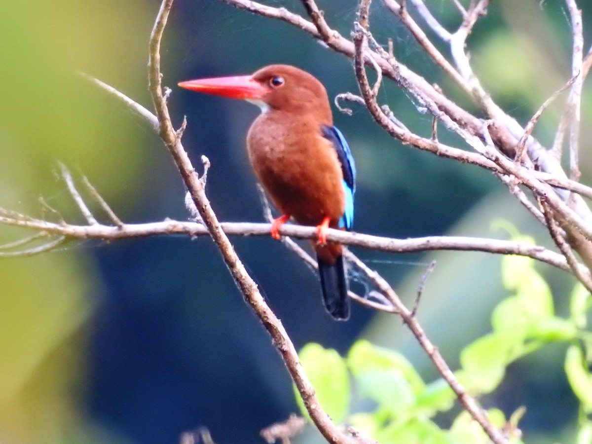 Brown-breasted Kingfisher - ML178003581