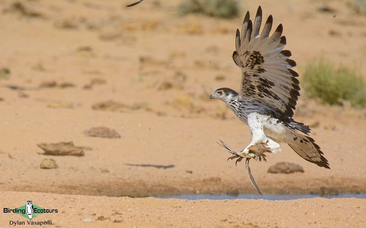 African Hawk-Eagle - Dylan Vasapolli - Birding Ecotours