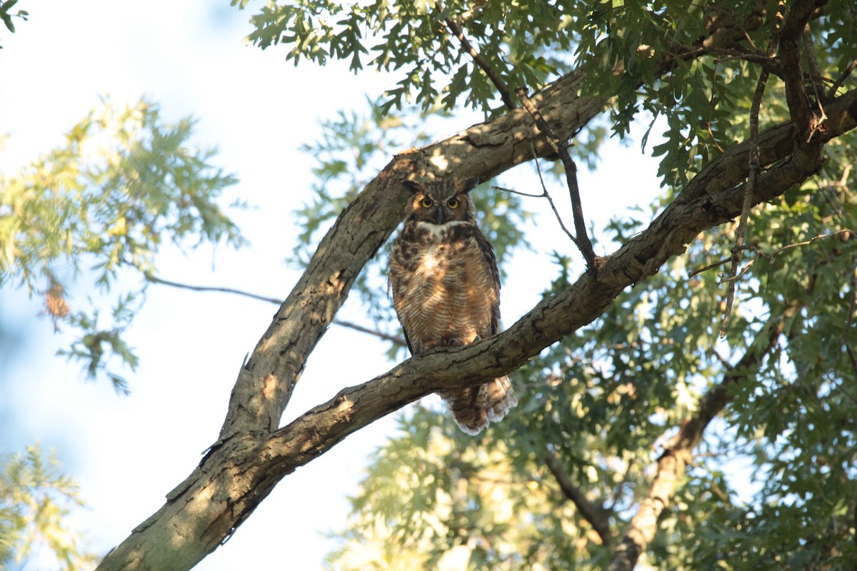 Great Horned Owl - ML178005831