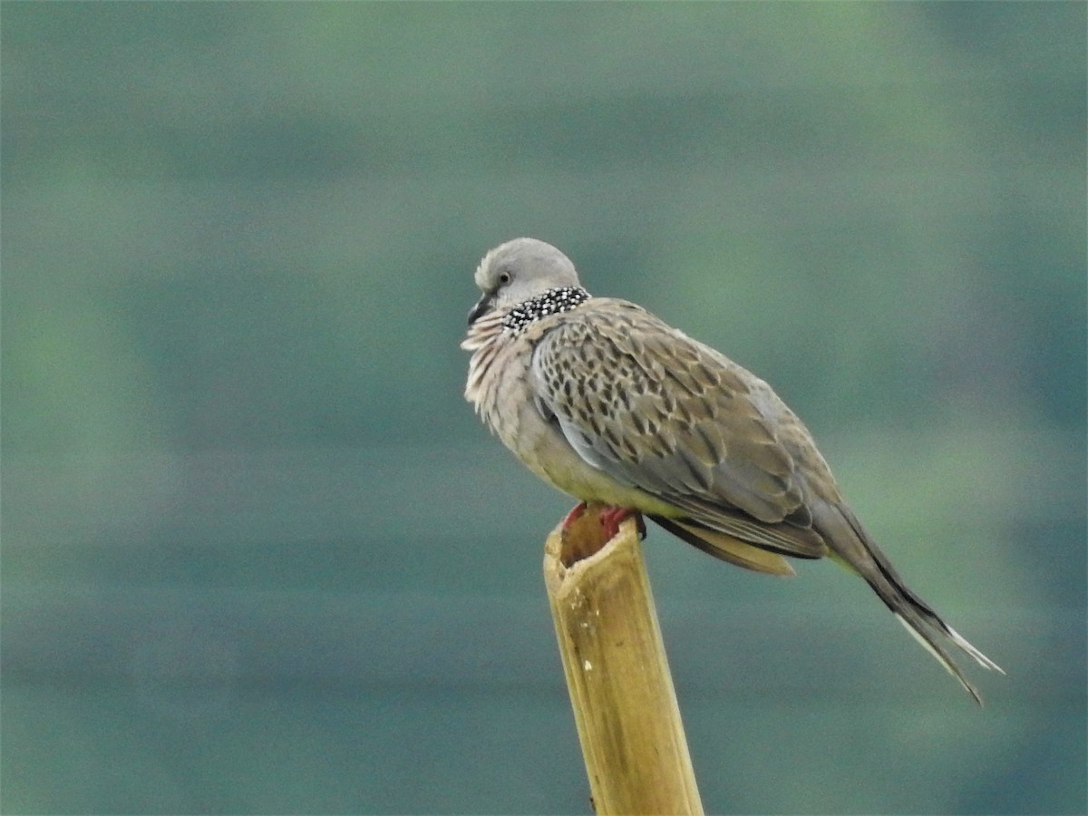 Spotted Dove - ML178005971