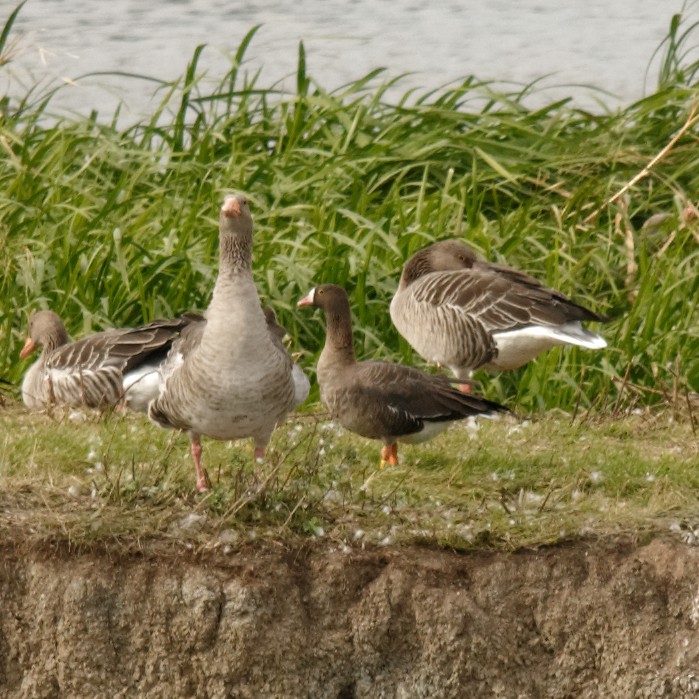 Lesser White-fronted Goose - ML178006511