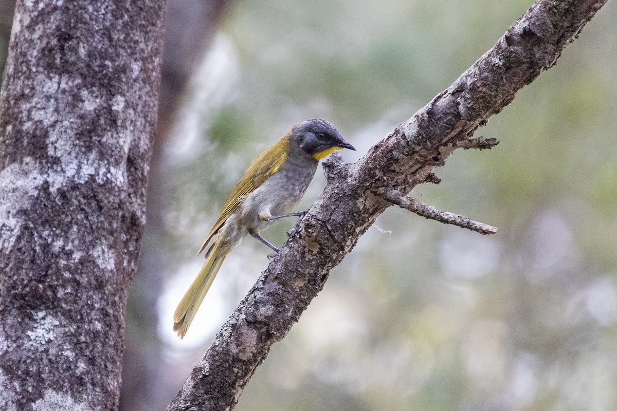 Yellow-throated Honeyeater - Ramit Singal
