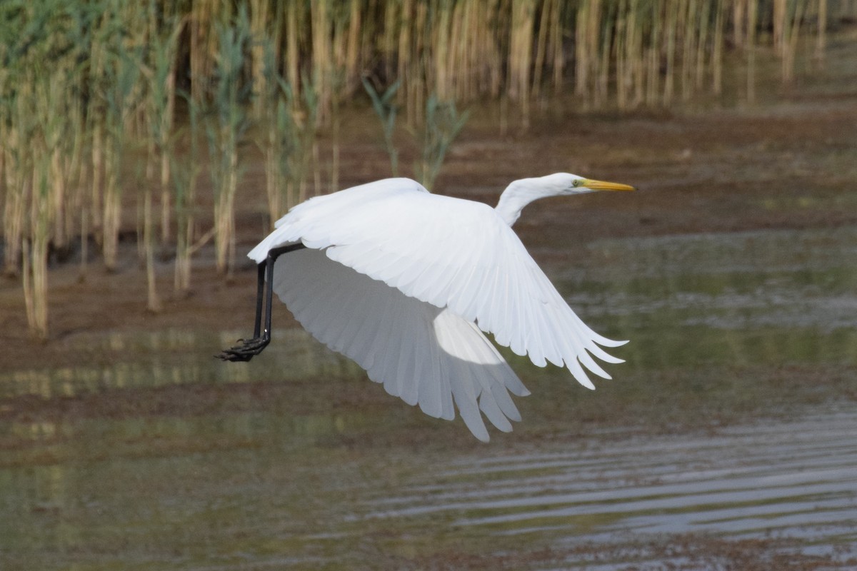 Great Egret - Andy Zhang
