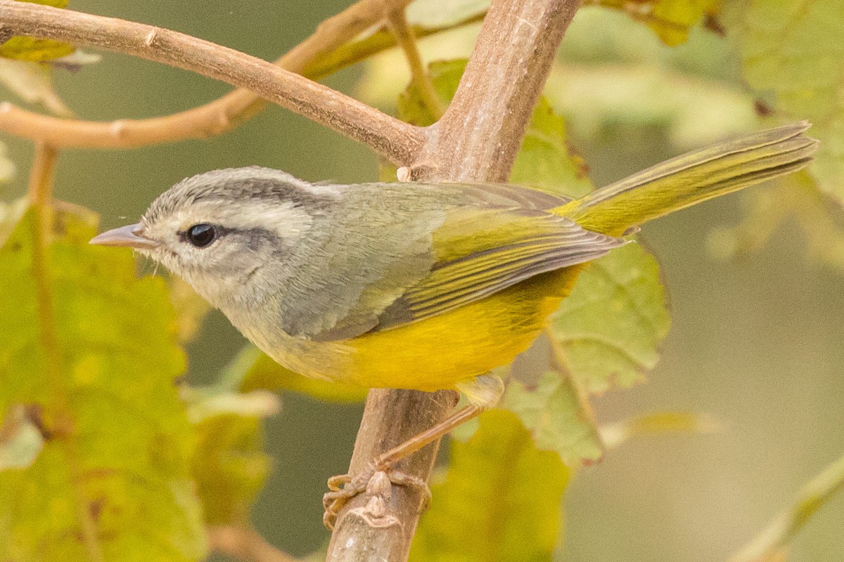 Three-banded Warbler - ML178011471