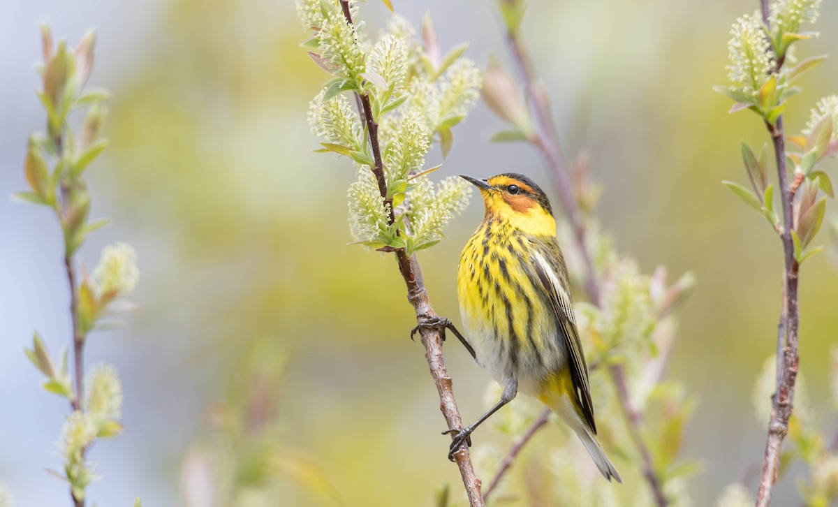 Cape May Warbler - ML178014181
