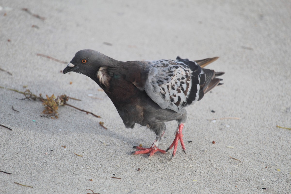 Rock Pigeon (Feral Pigeon) - ML178016291