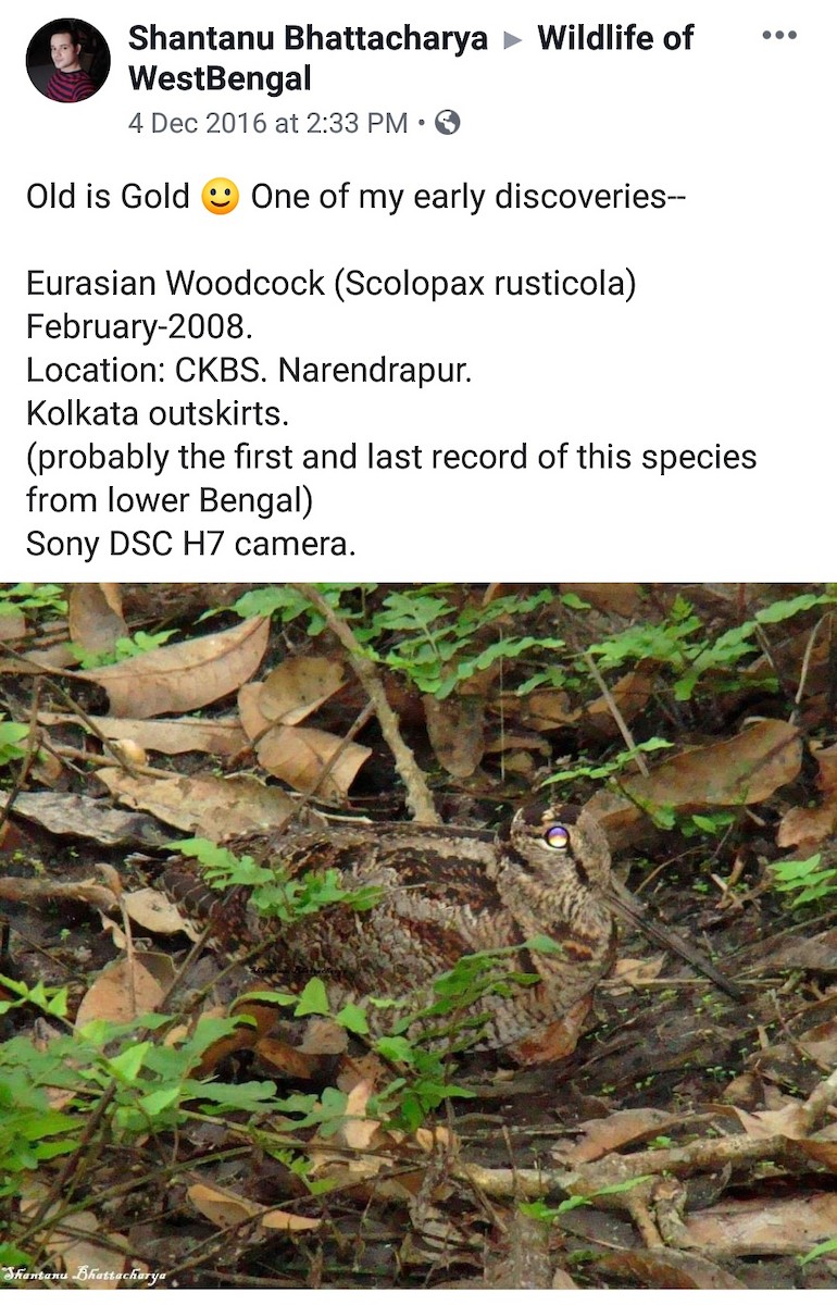 Eurasian Woodcock - Birdwatchers' Society of Bengal