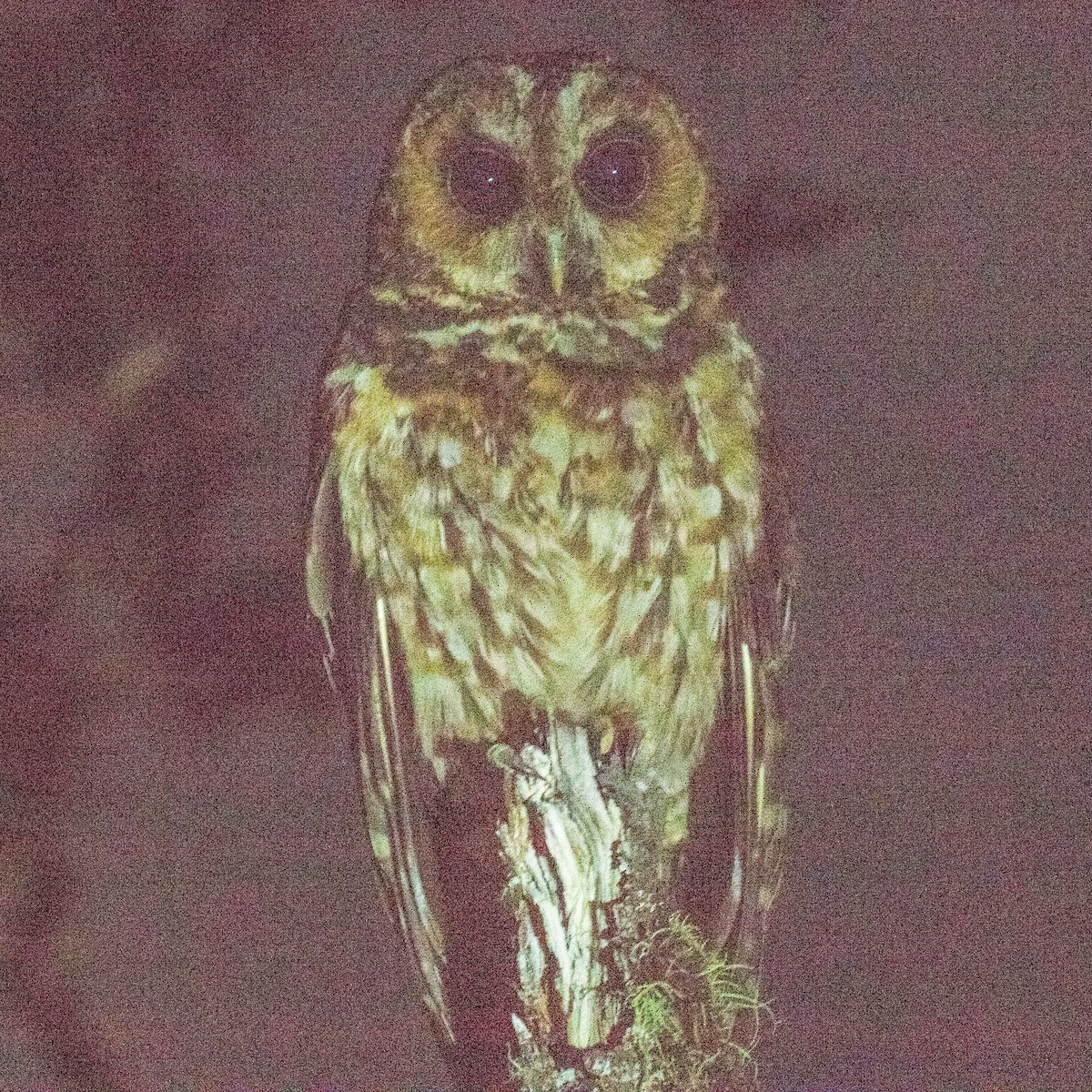 Rufous-banded Owl - John Kendall