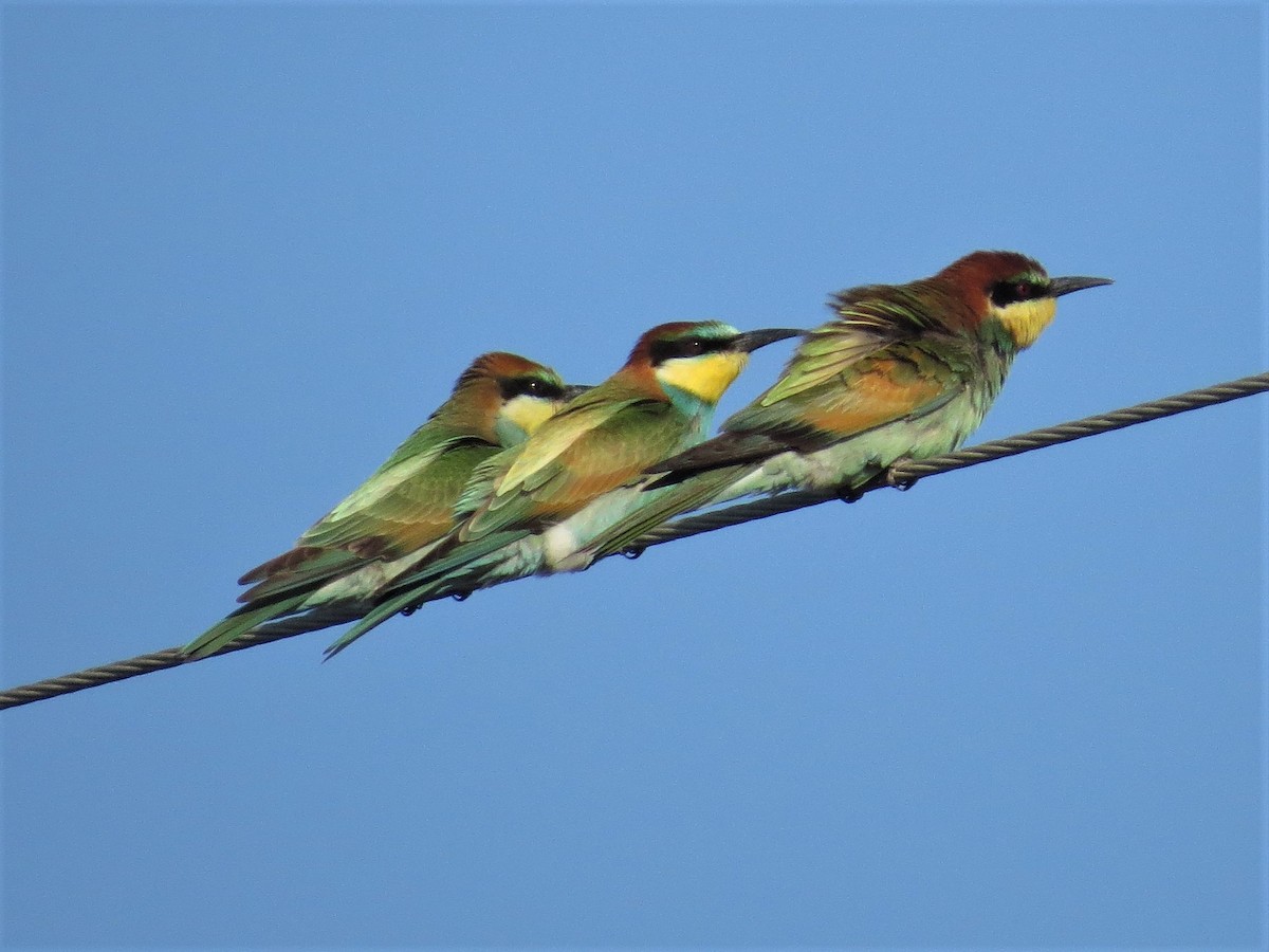 European Bee-eater - Paul Hunter