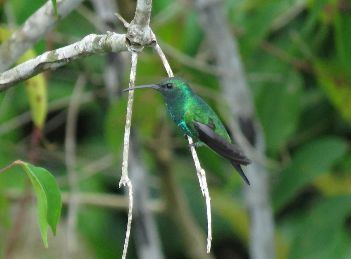 Shining-green Hummingbird - Iván Lau