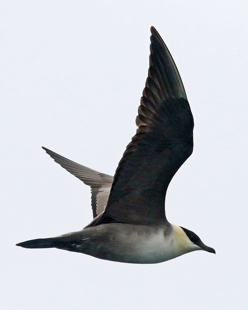 Long-tailed Jaeger - ML178021131