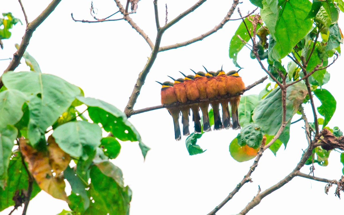 Cinnamon-chested Bee-eater - ML178024151