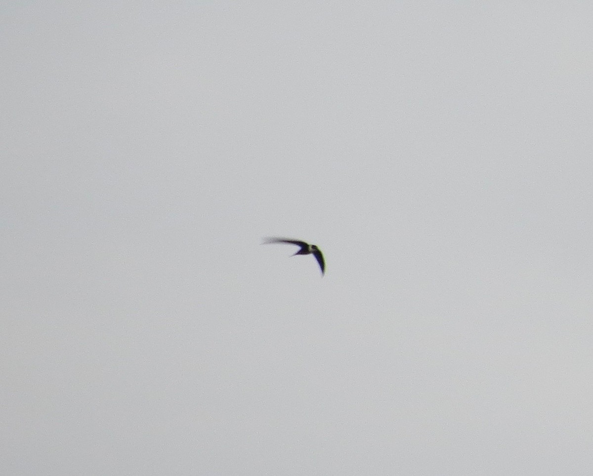 Great Swallow-tailed Swift - ML178024781