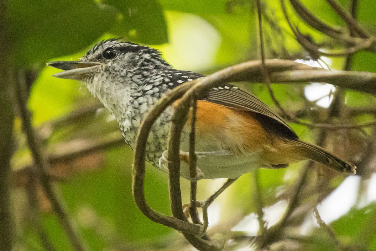 Peruvian Warbling-Antbird - John Kendall