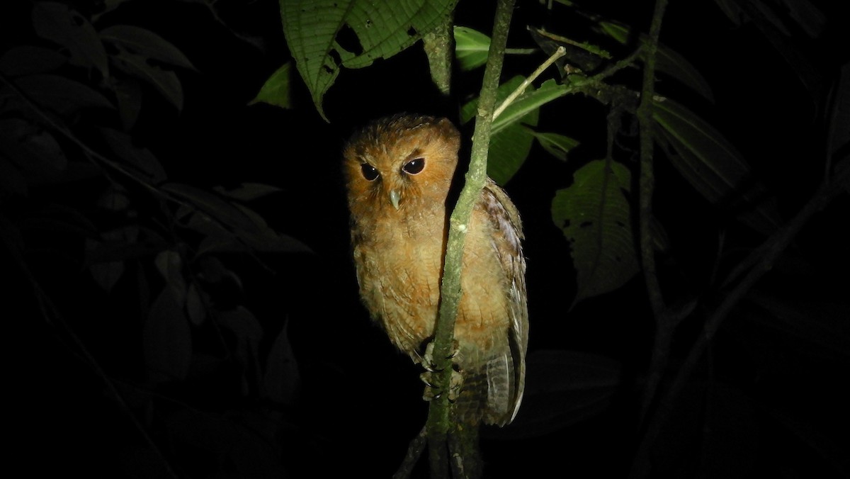 Rufescent Screech-Owl (Colombian) - ML178026171